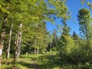 Forêt communale de Bonnétage
